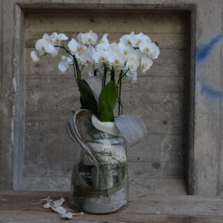 Orchidee im Glas